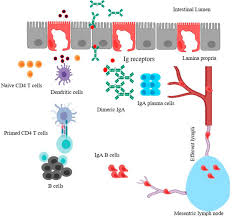 Fluarix quadrivalent has been standardized according to u.s. Frontiers Nano And Microparticles As Potential Oral Vaccine Carriers And Adjuvants Against Infectious Diseases Pharmacology