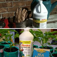 Applying fish fertilizer directly to the leaves. 5 Of The World S Best Homemade Vegetable Garden Fertilizers