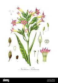Image result for Nicotiana tabacum