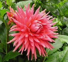 Maybe you would like to learn more about one of these? Dahlia Wyn S King Salmon In The Dahlias Database Garden Org