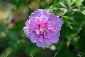Image result for Hibiscus syriacus Violet Clair Double