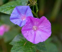 Image result for Ipomoea parasitica