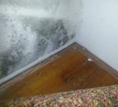 Maybe you would like to learn more about one of these? 100 Pictures Of Mold In The Home