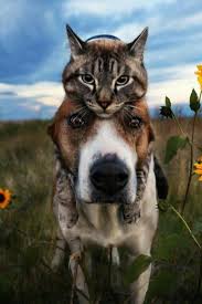 Ig Henry The Colorado Dog And Baloo In 2020 Funny Animal Pictures Animals Beautiful Beautiful Dogs