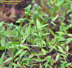 Image result for Mitracarpus