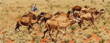Does it worth your visit? Camel Meat Exports Aim To Turn Pest Into Profit Wsj