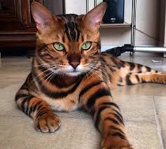 Venus seolah dua kucing dalam satu tubuh. Gambar Kucing Venus Mau Tahu Kucing Kucing Tercantik Di Dunia Yuk Simak Foto Fotonya Kucing Ragdoll Cat Venus Kuc Kucing Bengal Kucing Siberia Kucing Ragdoll