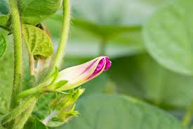 アサガオのつぼみが咲かない原因は 葉が茂りすぎているから Horti ホルティ By Greensnap