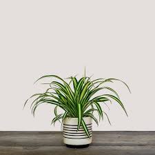 Image result for Chlorophytum hirsutum