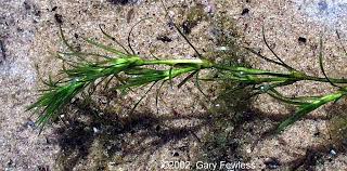 Image result for Najadaceae