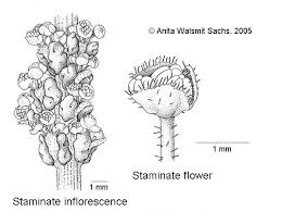 Image result for Shirakiopsis