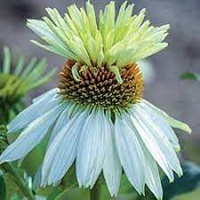 Echinacea Coneflower Mount Hood Flower Bulbs Garden Bulb Flowers Summer Flowering Bulbs