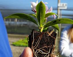 Check spelling or type a new query. Daphne Perfume Princess 3 Good Reasons Anthony Tesselaar Plants