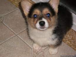On the off chance that you wish to get a welsh corgi. Pembroke Welsh Corgi Puppies Price 450 For Sale In Temple Georgia Best Pets Online