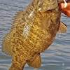 Guided trophy catfishing charters on wheeler lake, wilson lake, and pickwick lake in alabama. 1