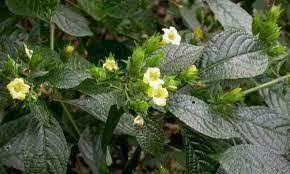 Tapis air dan daun pecah beling serta sejukkan. Gambar 19 Keji Beling 1 Deskripsi Tumbuhan Keji Beling Strobilanthes Download Scientific Diagram