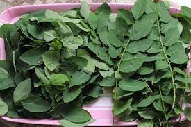The dark green leaves grow in an alternate pattern and are smooth, thin, and taper to a rounded and blunt point. Daun Katuk Pelancar Asi Berkualitas Satu Harapan