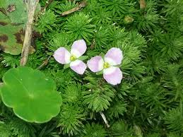 Image result for Mayacaceae