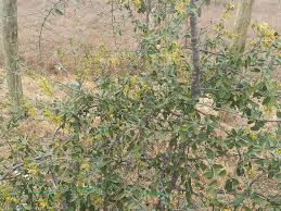 Image result for Cadaba farinosa