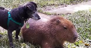 Maybe you would like to learn more about one of these? Video El Carpincho Gustavito Que Juega Con Su Duena De Tigre Como Si Fuera Un Perro