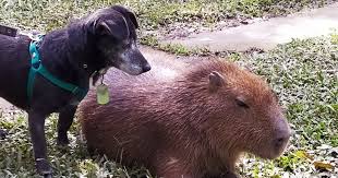 Tiene el tronco macizo, la cabeza gruesa y pesada, el hocico es truncado y ancho. Video El Carpincho Gustavito Que Juega Con Su Duena De Tigre Como Si Fuera Un Perro