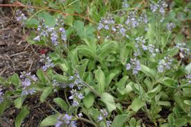 Fusspilz Ade Mit Dieser Wildkrauter Tinktur Zum Selbermachen Krauterpflanzen Krauter Pflanzen Essbare Pflanzen