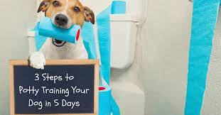 How To Housebreak A Puppy In 5 Days Thedogtrainingsecret Com Thedogtrainingsecret Com