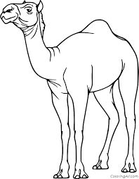 Take a deep breath and relax with these free mandala coloring pages just for the adults. Simple Realistic Dromedary Camel Coloring Page Coloringall