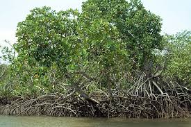 Image result for Rhizophoraceae