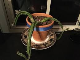 I'm starting to lose it you act like nothing's wrong like you're not breaking my heart you look at me like you always loved me but you never did and never you will and. Need Help With Drooping Soft Cactus