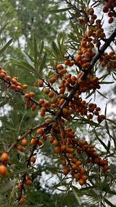 Image result for Hippocratea buchananii