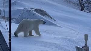 'Complete adrenaline rush': Woman captures video of Polar Bear wandering around St. Anthony
