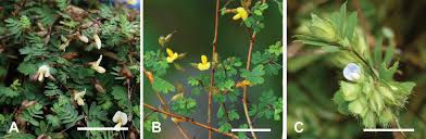 Image result for Smithia