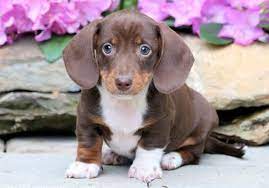 Maybe you would like to learn more about one of these? Miniature Dachshund Puppies For Sale Puppy Adoption Keystone Puppies