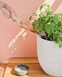 Catnip Fever The Dos And Don Ts Of Growing Catnip Indoors Growing Catnip Catnip Plant Plants