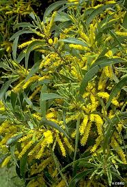 Image result for Acacia auriculiformis
