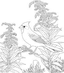 Includes images of baby animals, flowers, rain showers, and more. Pin By Katy Scorohod On Raskraski Bird Coloring Pages Adult Coloring Pages Coloring Pages To Print
