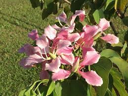 Image result for Bauhinia monandra