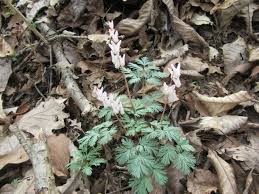 Image result for Commelina bracteosa