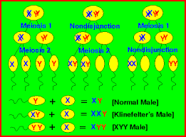 Biology Exam 4 Hints