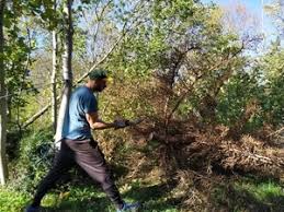 Für mich persönlich ist einen baum zu fällen, so er nicht verdorrt ist, oder von schimmelpilz befallen gleich einer ermordung eines lebewesens. Fallung Von Abgestorbenen Baumen Im Garten Ein Bericht 30 11 2019 Outdoorando
