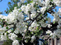 Saguaro is also called sahuaro. Arkansas State Flower Or Floral Emblem Apple Blossom