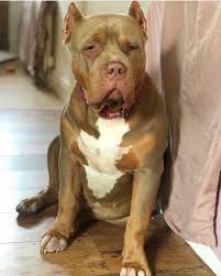 Pin On Pitbulls