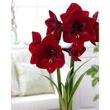 Bloomsz 26 28 Cm Amaryllis Royal Velvet 08074 The Home Depot Amaryllis Bulbs Blooming Amaryllis Amaryllis