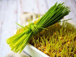 Another benefit of wheatgrass is you can grow it in just about a weeks, right in your own home. How To Grow Wheatgrass Indoor