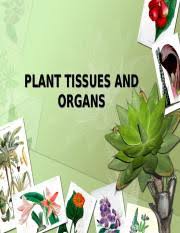 Plant cell types and tissues. Plant Tissues Organs Plant Tissues And Organs Plant Cell Types Support And Storage Parenchyma Cells Are The Most Numerous Type Of Cell In Young Plants Course Hero