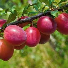 Growing fruit trees in hot gardens can be challenging and delicious! Citrus Fruit Trees For Sale Mesa Gilbert Queen Creek Arizona