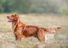 Image result for zlatý retrívr