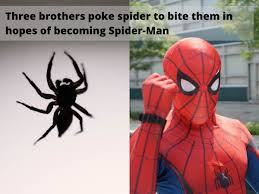 Black widow spider bite is usually not fatal and death due to such spider bite is very rare. Boys Poke Spider To Become Spider Man Three Brothers Provoke Black Widow Spider To Bite Them In Hopes Of Becoming Spider Man Trending Viral News