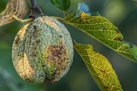 Image result for Walnut blight